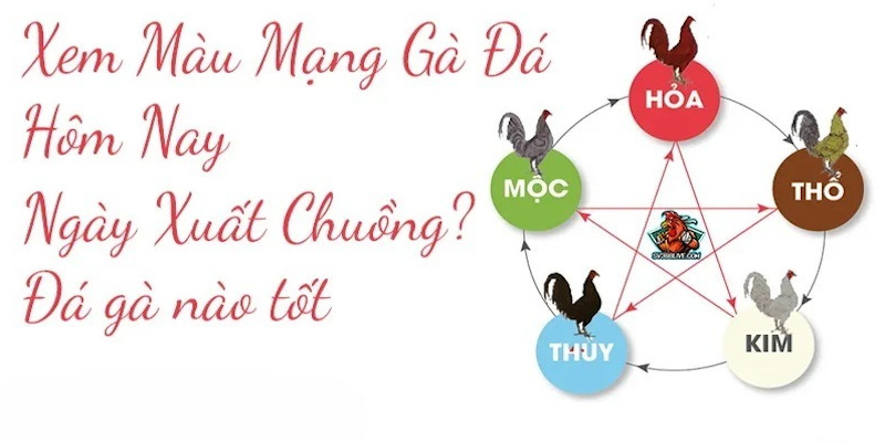 Màu mạng gà đá 88FC